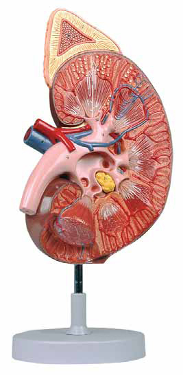 Kidney with Adrenal Gland 3X life size